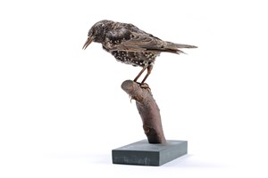 Image description is not available for 2007.2.11